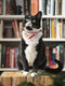 Black and white cat wearing a red bandana sitting on a wooden box in front of a bookshelf.