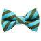 The Editor Collar + Matching Removable Bow Tie